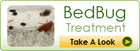 Bed Bug Treatment