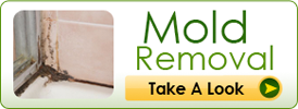Mold Removal