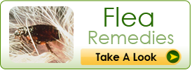 Flea Remedies