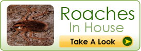 Roaches In House