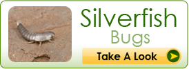 Silverfish Bugs