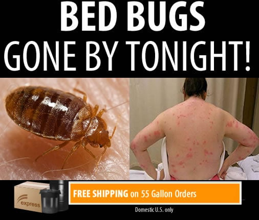 Get Rid of Bed Bugs With Bed Bug Bully